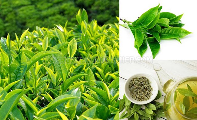 Lợi ích tuyệt vời của trà xanh